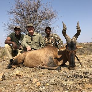 Red Hartebeest Hunting Namibia