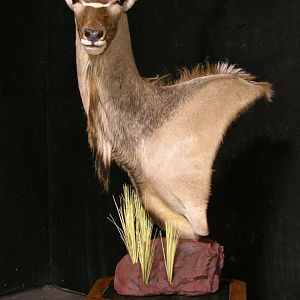 Kudu Pedestal Mount Taxidermy