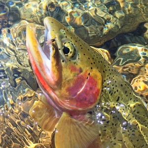 Rainbow Trout Fly Fishing Montana, Idaho & Wyoming USA