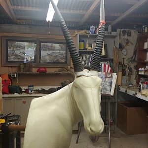 Gemsbok Taxidermy Progress