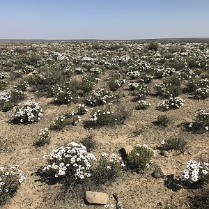 Wild Veld Flowers South Africa