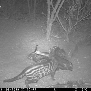 South Africa Trail Cam Pictures Civet Cat