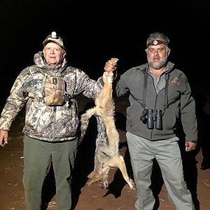 Hunt Jackal in South Africa