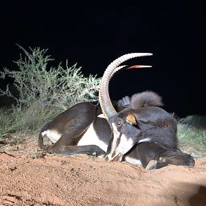 South Africa Hunting Sable