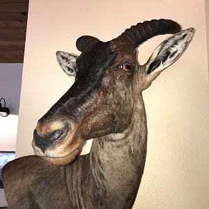 Tsessebe Wall Mount Taxidermy