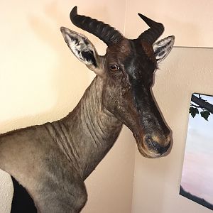 Tsessebe Wall Mount Taxidermy