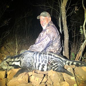 Civet Cat Hunt South Africa