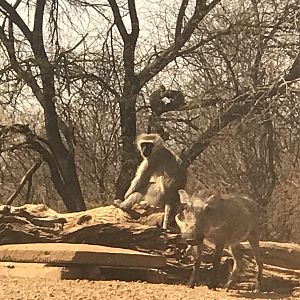 Vertvet Monkey & Warthog South Africa