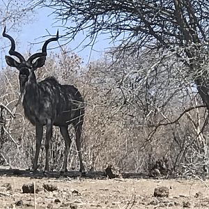 Kudu South Africa