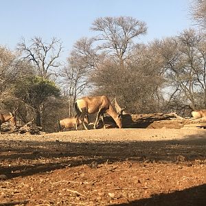 Red Hartebeest South Africa