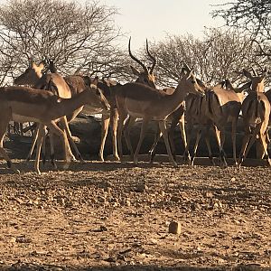 Impala South Africa