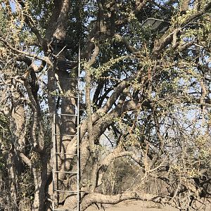 Bow Hide in Tree