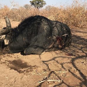 Cape Buffalo Bow Hunt South Africa