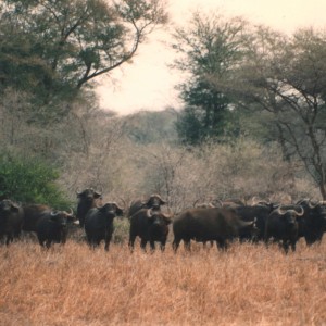 Buffalo Zimbabwe