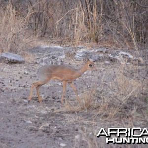 Damara Dik Dik