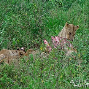 Lions in prey