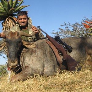 Blue Wildebeest-Vryheid Kzn