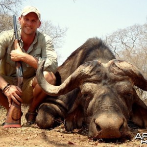 Buffalo hunted in Zimbabwe