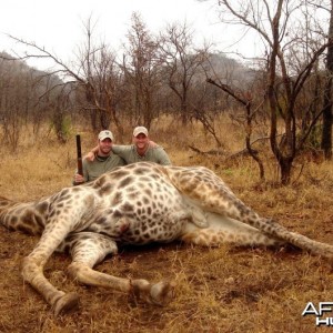 Giraffe hunted in Zimbabwe