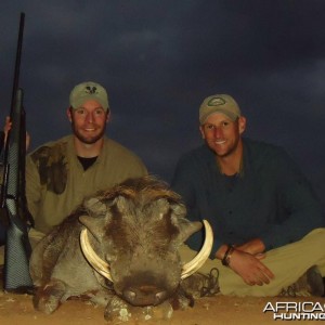 Warthog hunted in Zimbabwe