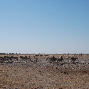 Etosha National Park Namibia