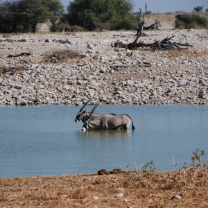 Etosha National Park Namibia