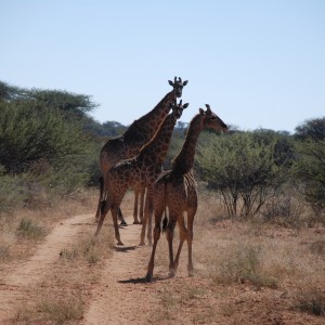 Ozondjahe Hunting Safaris, Namibia