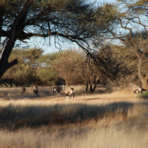 Ozondjahe Hunting Safaris