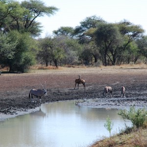 Ozondjahe Hunting Safaris, Namibia