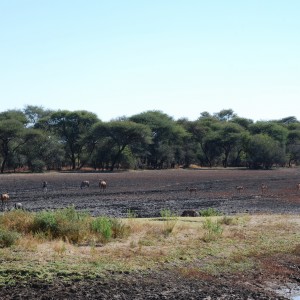 Ozondjahe Hunting Safaris, Namibia