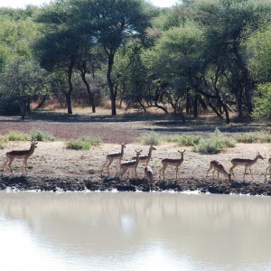 Ozondjahe Hunting Safaris, Namibia