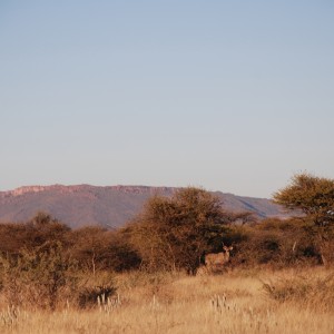 Kudu, Namibia