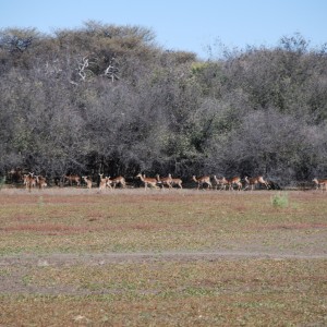 Ozondjahe Hunting Safaris, Namibia