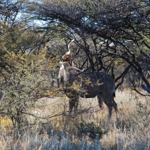 Kudu Ozondjahe Hunting Safaris, Namibia