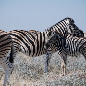 Zebras at Etosha