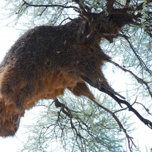 Communal nest, Namibia