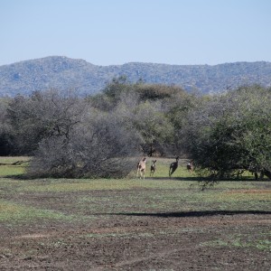 Running Kudus, Namibia