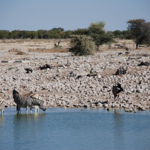 Etosha