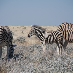 Zebra at Etosha, Namibia