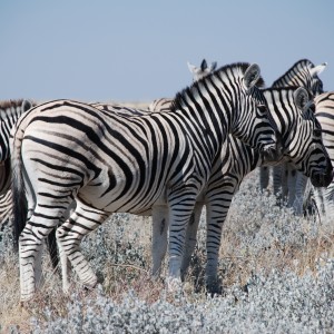 Zebra at Etosha, Namibia