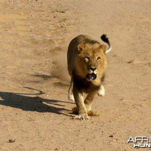 Lion charging vehicle