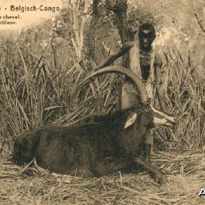 Hunting Belgian Congo, Sable Antelope