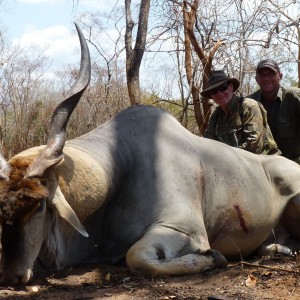 40 1/2'' east african Eland. Selous, Tanzania