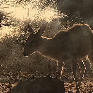 Female Duiker in South Africa