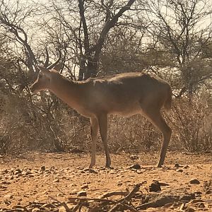 Reedbuck South Africa