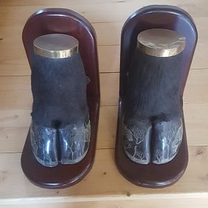 Cape Buffalo Feet Shelf Book Holders Taxidermy