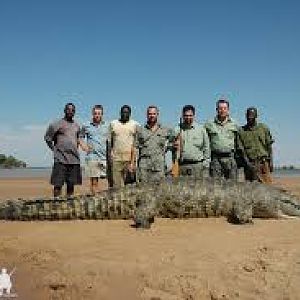 16,5ft Crocodile