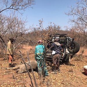 South Africa Hunting Kudu