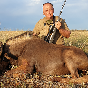 South Africa Hunt Black Wildebeest