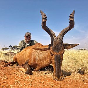 Red Hartebeest